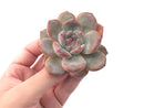 Echeveria 'Hosikage' 2"-3" Powdery Succulent Plant