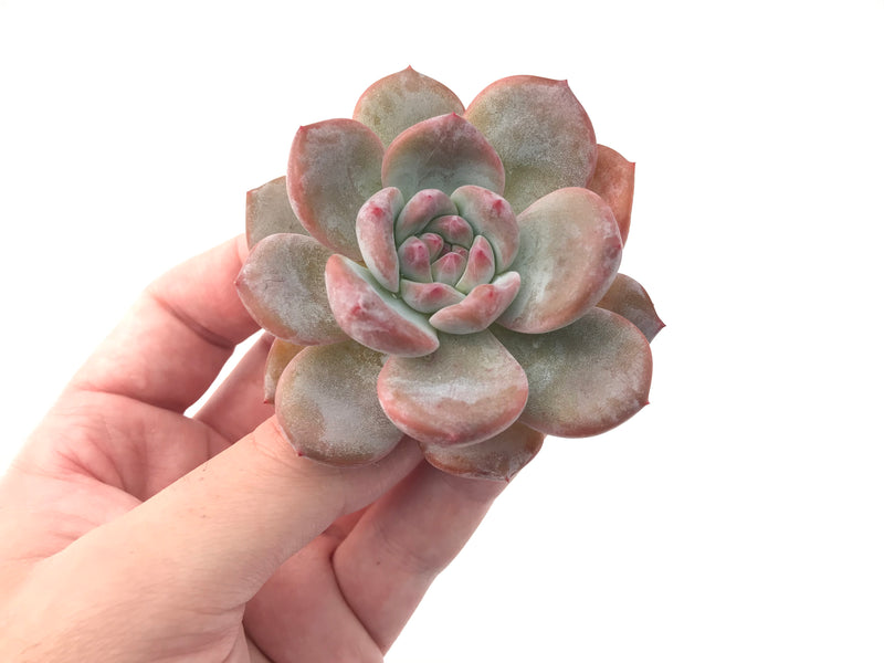 Echeveria 'Hosikage' 2"-3" Powdery Succulent Plant