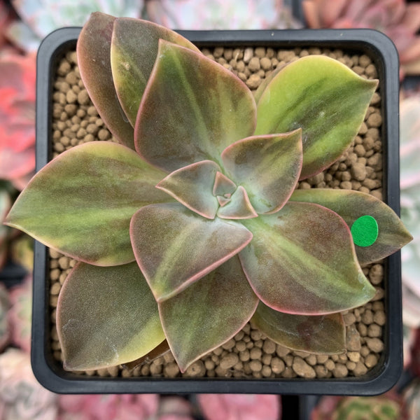 Graptoveria 'Fred Ives' Variegated 3" Succulent Plant