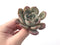 Echeveria 'Maroon Peak' 2" Succulent Plant