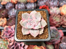 Graptopetalum 'Purple Delight' Variegated 1" Succulent Plant