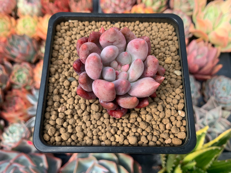 Pachyveria 'Angels Finger' 1" Succulent Plant