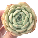 Echeveria 'Gold Cream' 3" New Hybrid Succulent Plant