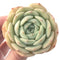 Echeveria 'Gold Cream' 3" New Hybrid Succulent Plant