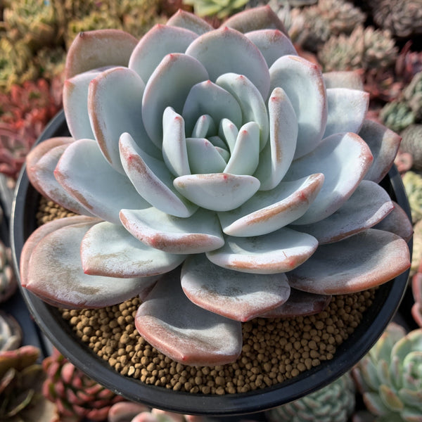 Echeveria 'Cream Sun' 8" Extra Large Succulent Plant