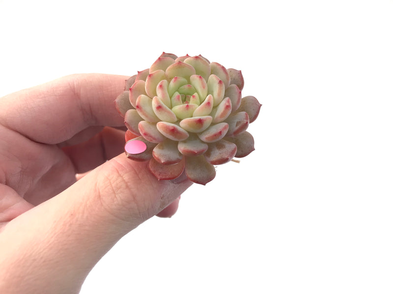 Echeveria 'White Farm' 1"-2" New Hybrid Succulent Plant