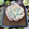 Echeveria Runyonii Variegated (Aka Echeveria 'Akaihosi' Variegated) 2" Succulent Plant