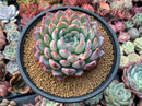 Echeveria 'Yusuke' 4" Succulent Plant