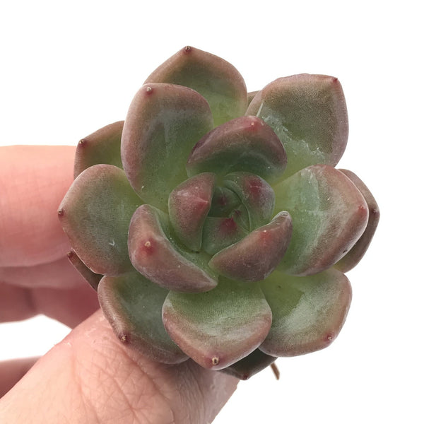 Echeveria Agavoides ‘Shallot’ Seedling 1”-2" Rare Succulent Plant