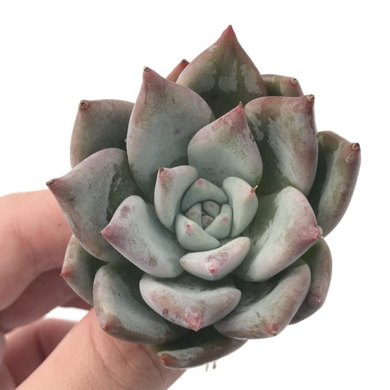 Echeveria 'Colorata' 2"-3" Powdery Succulent Plant