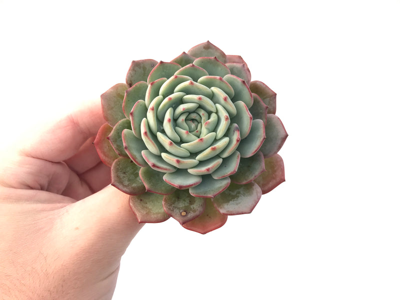 Echeveria 'Redmoon' 5" Succulent Plant