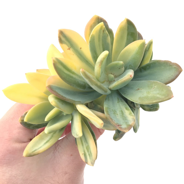 Pachyveria 'Cypress' Variegated Cluster 6" Extremely Rare Succulent Plant