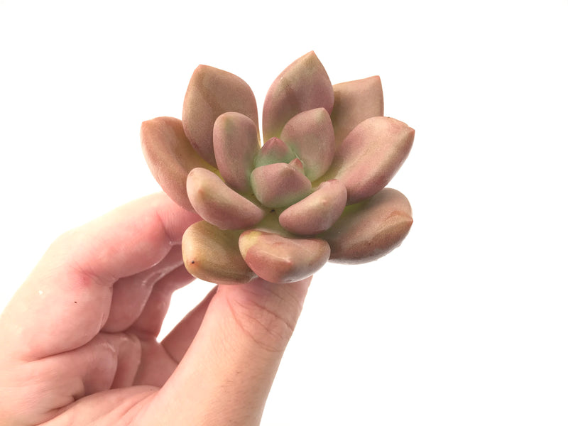 Graptoveria 'Ruby Donna' 2"-3" Succulent Plant