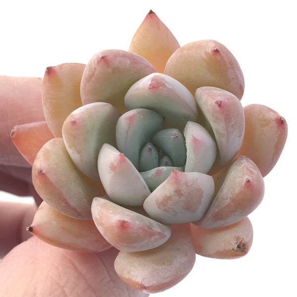 Echeveria 'Viva' 1"-2" New Hybrid Succulent Plant