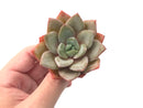 Echeveria 'German Champaign' 2"-3" Succulent Plant