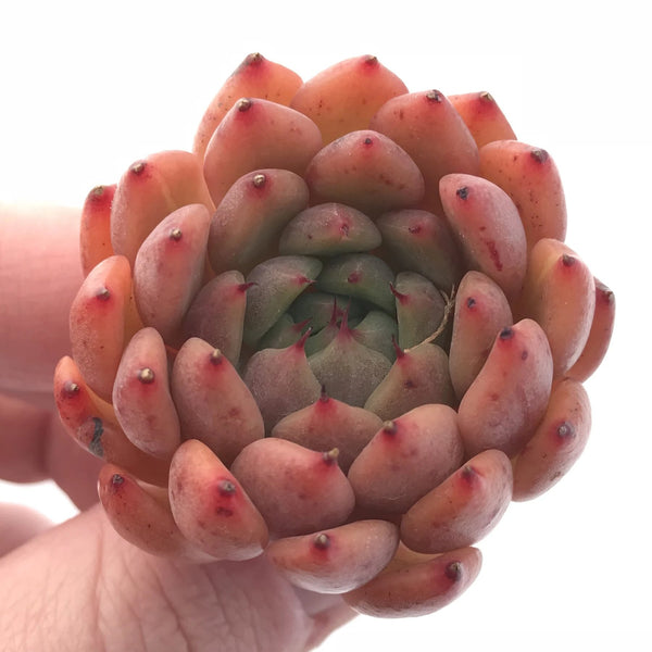 Echeveria Enita 1”-2” Rare Succulent Plant