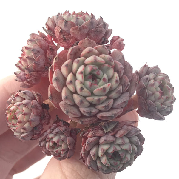 Echeveria 'Tuxpan' Cluster 3" Succulent Plant