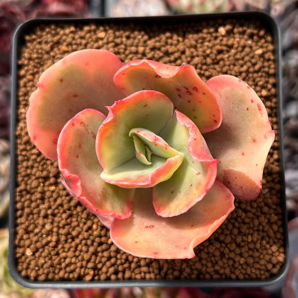 Echeveria sp. Variegated 2" Succulent Plant