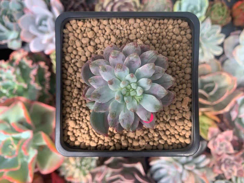 Sedeveria 'Blue Elf' Variegated 1" Succulent Plant