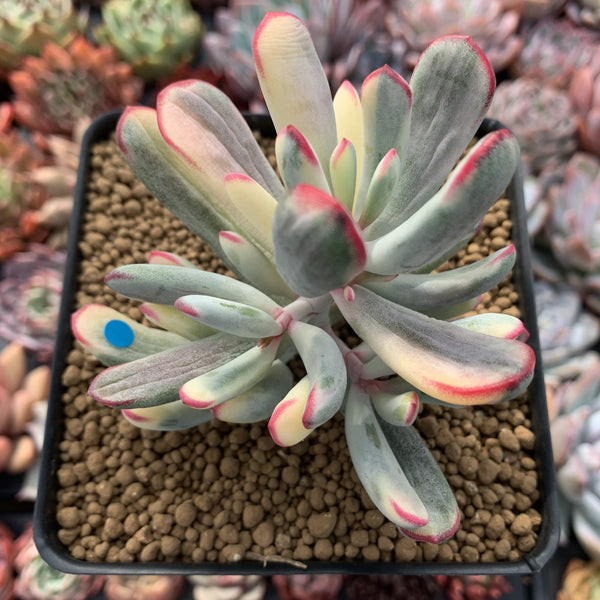 Cotyledon 'Orbiculata' Variegated 4" Succulent Plant