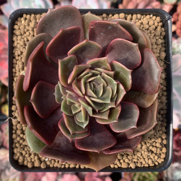 Echeveria 'Zestar' 3"-4" Succulent Plant