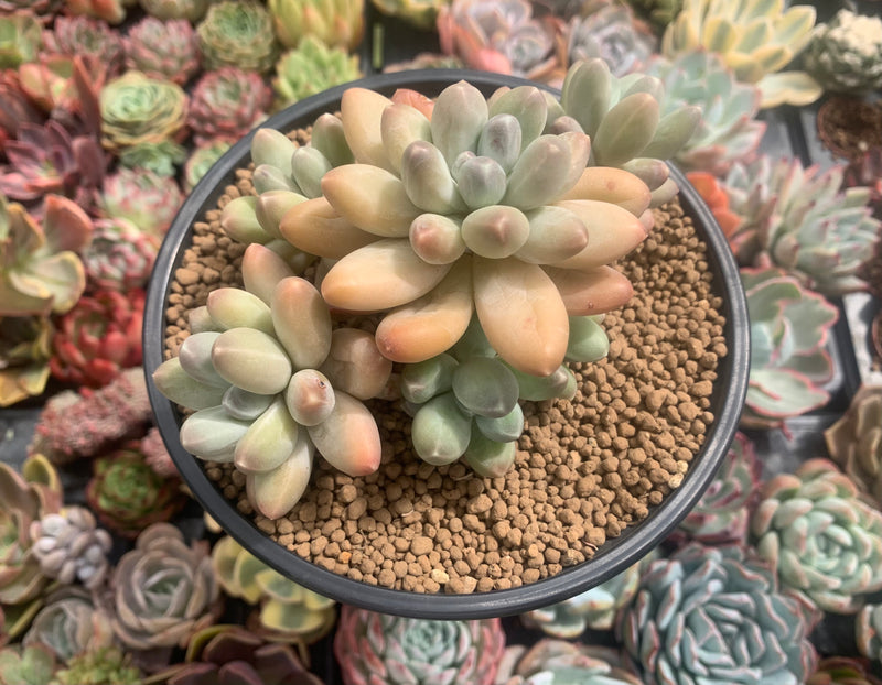 Pachyphytum Compactum 'Sky' 5" Cluster Succulent Plant