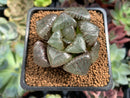 Haworthia 'Tropical Knight' 2" Succulent Plant