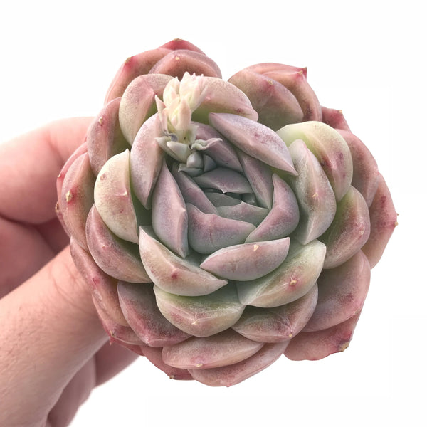 Echeveria ‘Lemon Berry’ 3” Rare Succulent Plant