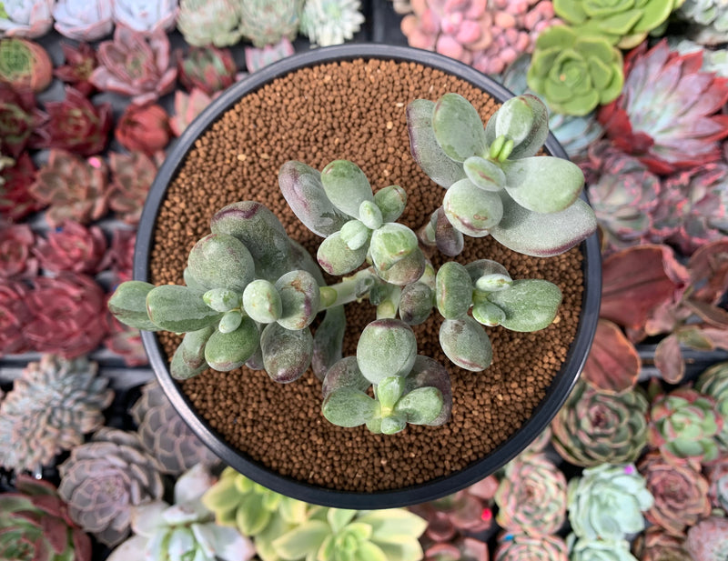 Cotyleydon Orbiculata Var. 'Hoppi' Variegated 4" Cluster Succulent Plant