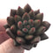 Echeveria Agavoides 'Shooting Star' 1" Succulent Plant