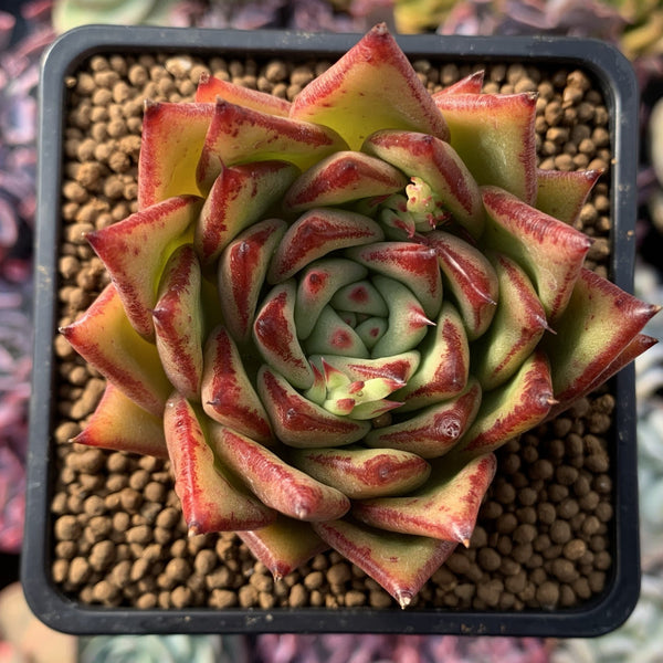 Echeveria Agavoides 'Lip Stick' 3" Succulent Plant