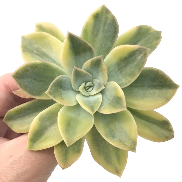 Echeveria 'Harry Watson’ Variegated 3" Succulent Plant