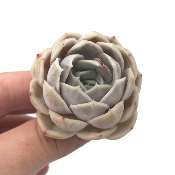 Echeveria sp. 2" Rare Succulent Plant