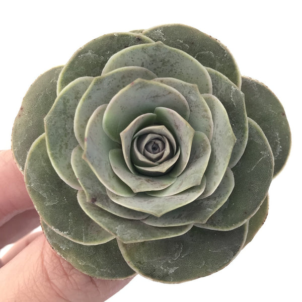 Greenovia 'El Hiero' 2" Succulent Plant