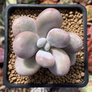 Pachyphtyum 'Moon Stone' sp. 1" Succulent Plant