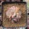 Echeveria 'Star Mark' 2" Cluster Succulent Plant