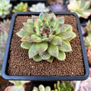 Echeveria Agavoides 'Black Rose' Hybrid 2" Succulent Plant