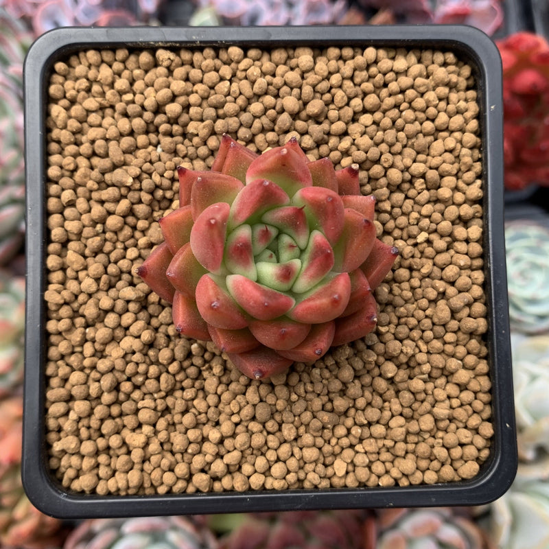 Echeveria Agavoides 'Almond' 1" Succulent Plant