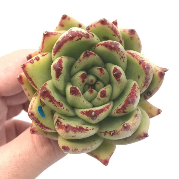 Echeveria Agavoides ‘Freckled Maria’ 3” Rare Succulent Plant