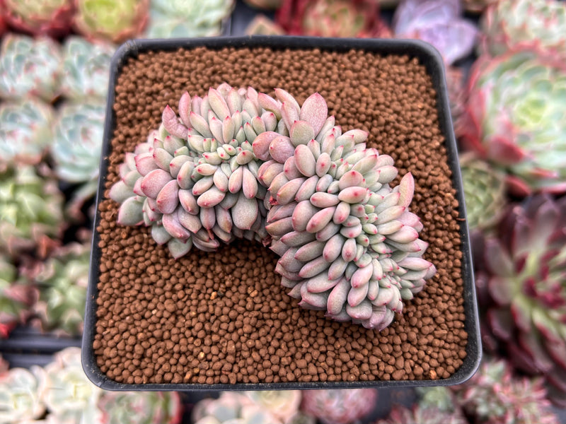 Echeveria 'Ariel' 2" Crested Cluster Succulent Plant