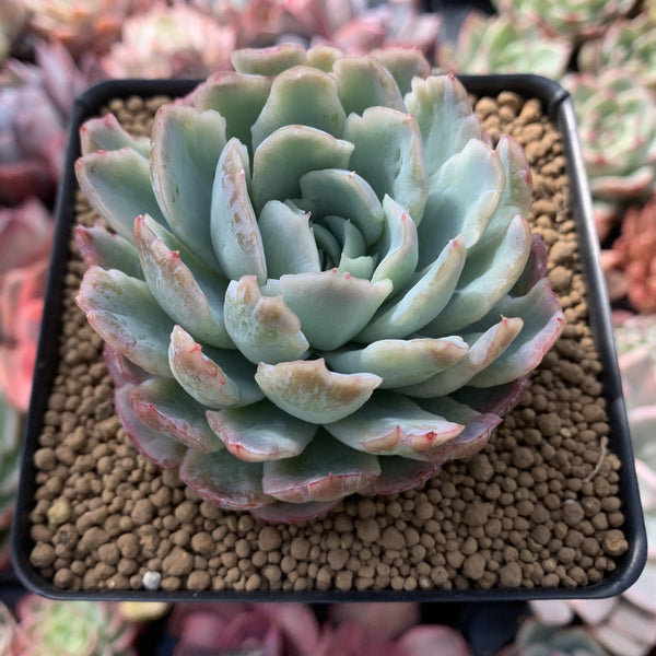 Echeveria 'Lemon Berry' Mutated/Variegated 3"-4" Succulent Plant