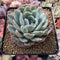 Echeveria 'Lemon Berry' Mutated/Variegated 3"-4" Succulent Plant