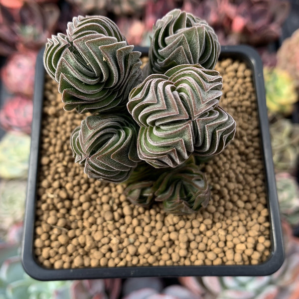 Crassula 'Buddha's Temple' 2"-3" Succulent Plant