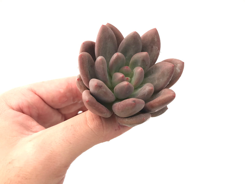 Echeveria 'Valentine' 2"-3" Rare Succulent Plant