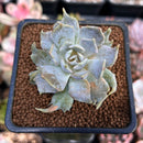 Echeveria 'Vampire Appaloosa' 1"-2" Lilacina Mutant Succulent Plant