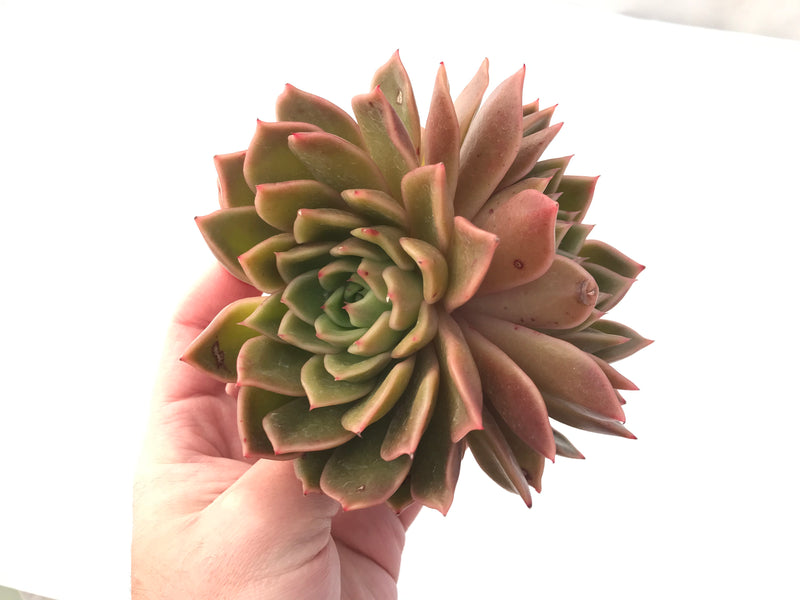 Echeveria Agavoides 'Walshire' 7"+ Succulent Plant