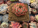 Echeveria Agavoides 'Pokeball' 1"-2" New Hybrid Succulent Plant