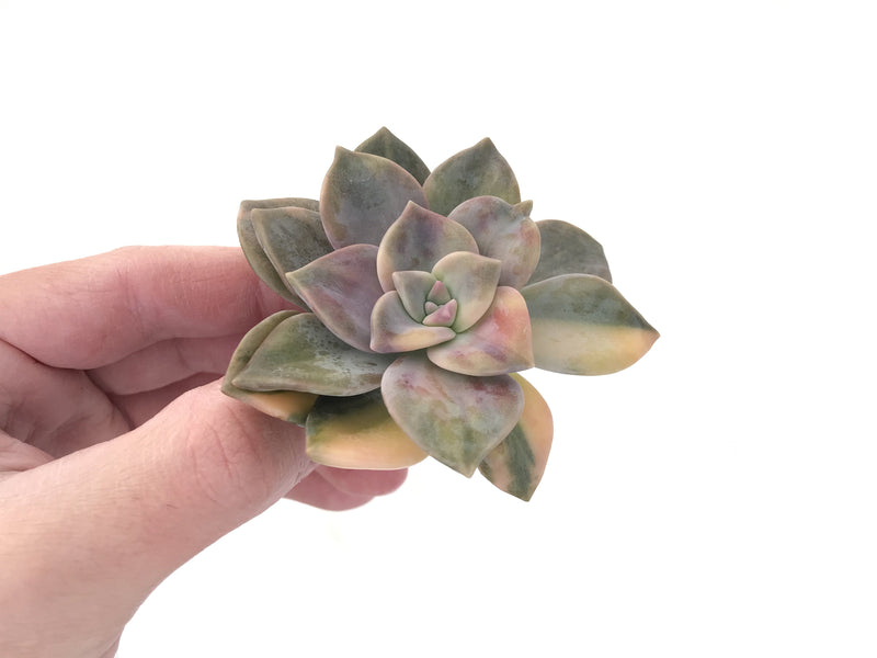 Graptopetalum Purple Delight Variegated 3" Rare Succulent Plant