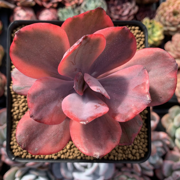 Echeveria 'Angel Wings' Variegated 4" Succulent Plant