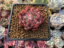 Echeveria Agavoides 'Vivace' 1" Succulent Plant